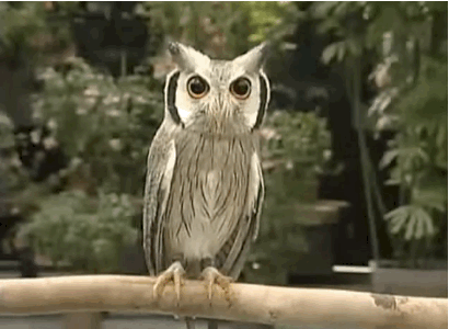 cuoi-rung-ron-voi-24-dieu-ky-quac-chi-co-o-nhat-ban